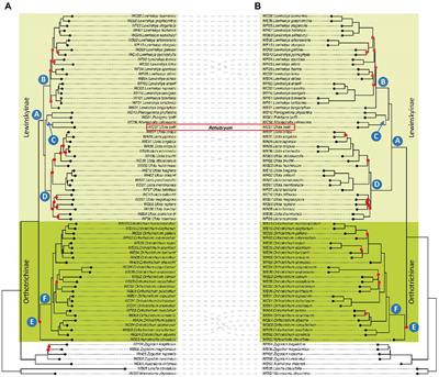 An NGS-Based Phylogeny of Orthotricheae (Orthotrichaceae, Bryophyta) With the Proposal of the New Genus Rehubryum From Zealandia